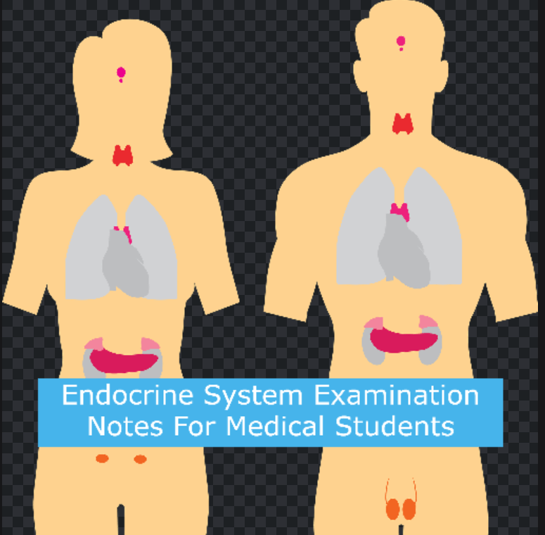 Endocrine System Examination Notes For Medical Students