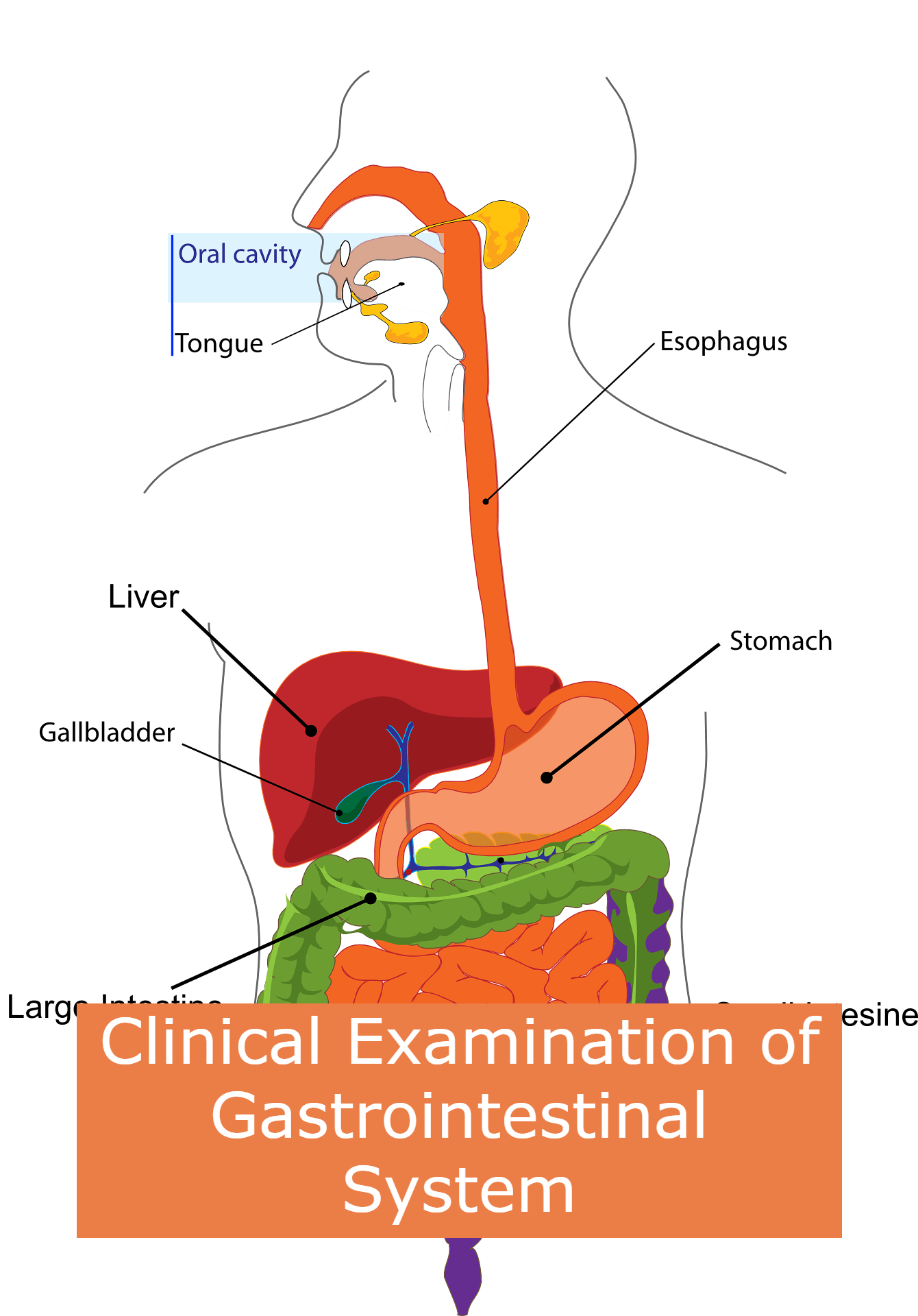 clinical examination of gastrointestinal system notes